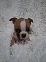 Sushi, a female Boston Terrier for sale in Catawba, NC – 5 of 8