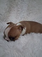 Sushi, a female Boston Terrier for sale in Catawba, NC – 3 of 8