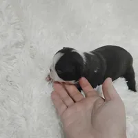 Marvin , a male Boston Terrier for sale in Catawba, NC – 7 of 8