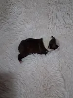 Lovey , a female Boston Terrier for sale in Catawba, NC – 9 of 9
