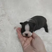 Marvin , a male Boston Terrier for sale in Catawba, NC – 8 of 8
