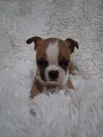 Sushi, a female Boston Terrier for sale in Catawba, NC – 4 of 8