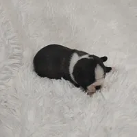 Marvin , a male Boston Terrier for sale in Catawba, NC – 6 of 8