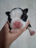 Lovey , a female Boston Terrier for sale in Catawba, NC – 3 of 9