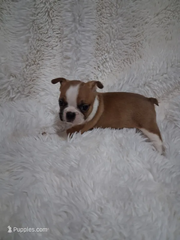 Sushi – Boston Terrier puppy for sale in Catawba, NC