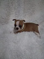 Sushi, a female Boston Terrier for sale in Catawba, NC – 1 of 8