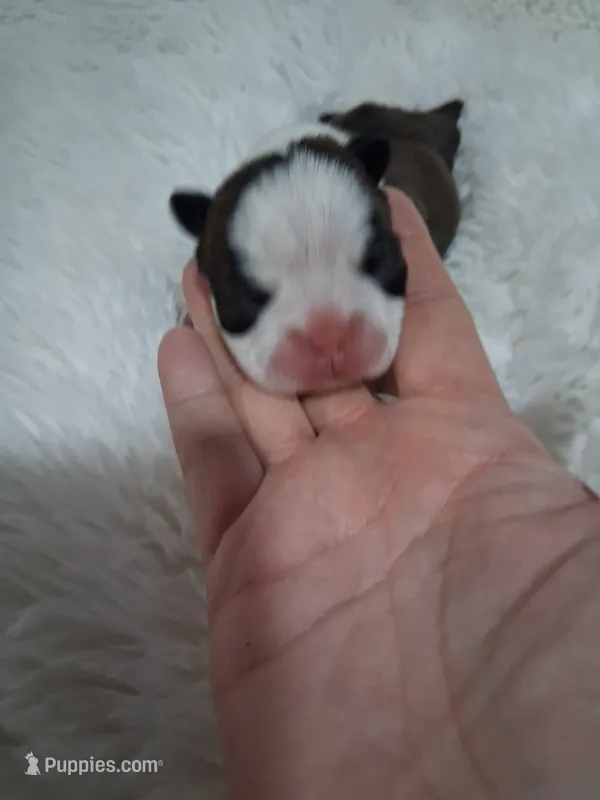 Lovey  – Boston Terrier puppy for sale in Catawba, NC
