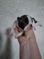 Jersey , a female Boston Terrier for sale in Catawba, NC – 7 of 8