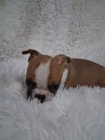 Sushi, a female Boston Terrier for sale in Catawba, NC – 2 of 8