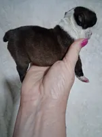 Lovey , a female Boston Terrier for sale in Catawba, NC – 8 of 9