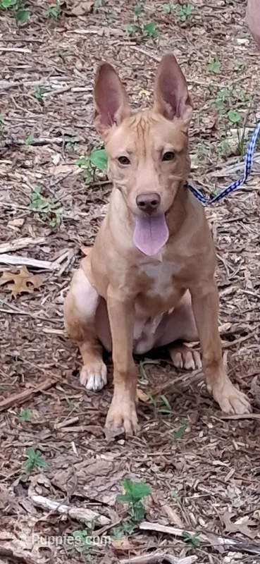 Lil Nugget – Boston Terrier, Golden Retriever puppy for sale in Catawba, NC
