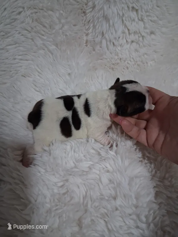 Jersey  – Boston Terrier puppy for sale in Catawba, NC