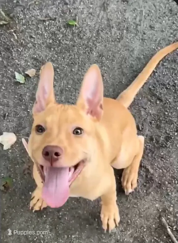Lil Nugget  – American Staffordshire Terrier, Labrador Retriever puppy for sale in Catawba, NC