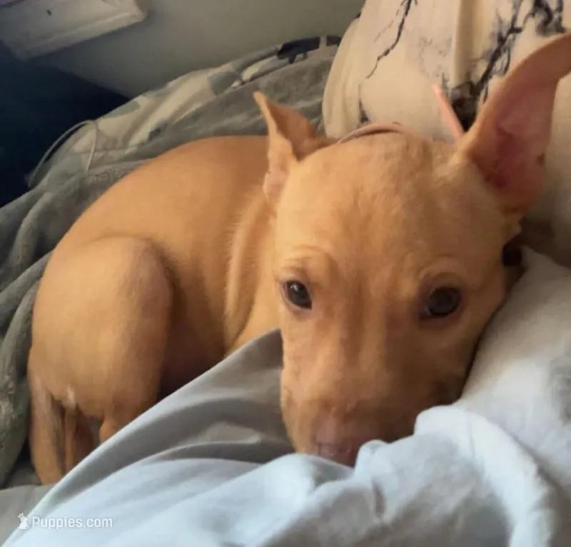Nugget  – Labrador Retriever, Chihuahua puppy for sale in Catawba, NC