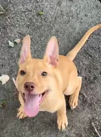 Nugget , a female Labrador Retriever and Chihuahua for sale in Catawba, NC – 2 of 2