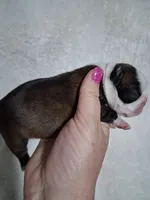 Lovey , a female Boston Terrier for sale in Catawba, NC – 5 of 9