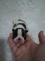 Jersey , a female Boston Terrier for sale in Catawba, NC – 5 of 8