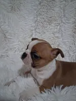 Sushi, a female Boston Terrier for sale in Catawba, NC – 6 of 8