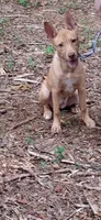 Lil Nugget, a female Boston Terrier and Golden Retriever for sale in Catawba, NC – 2 of 7