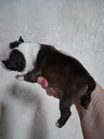 Lovey , a female Boston Terrier for sale in Catawba, NC – 7 of 9