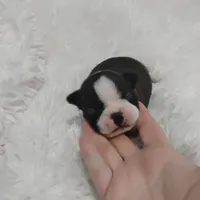 Marvin , a male Boston Terrier for sale in Catawba, NC – 1 of 8