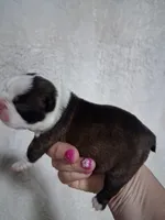 Lovey , a female Boston Terrier for sale in Catawba, NC – 2 of 9