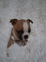 Sushi, a female Boston Terrier for sale in Catawba, NC – 8 of 8