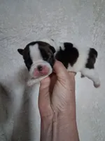 Jersey , a female Boston Terrier for sale in Catawba, NC – 8 of 8