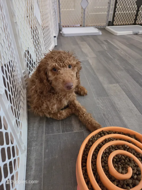 Robert F1b – Miniature Goldendoodle puppy for sale in Grand Rapids, MI