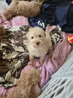 Remmy, a male Goldendoodle for sale in Grand Rapids, MI – Photo 6 of 8