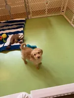 Remmy F1b, a male Goldendoodle for sale in Grand Rapids, MI – 5 of 8