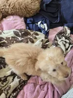 Remmy, a male Goldendoodle for sale in Grand Rapids, MI – Photo 5 of 8