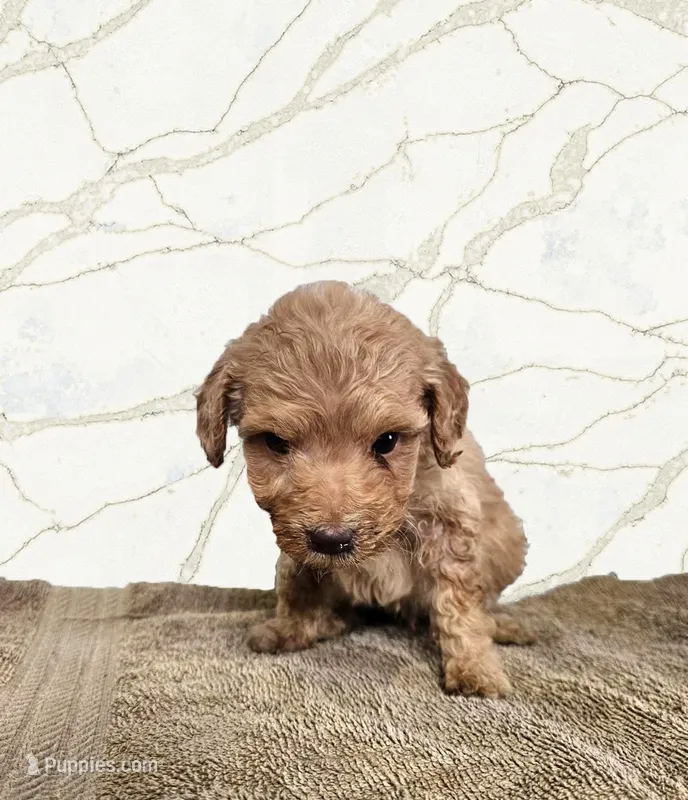 Rory – Miniature Goldendoodle puppy for sale in Grand Rapids, MI