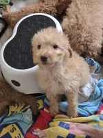 Remmy, a male Goldendoodle for sale in Grand Rapids, MI – Photo 1 of 8