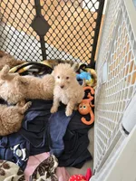 Remmy, a male Goldendoodle for sale in Grand Rapids, MI – Photo 3 of 8