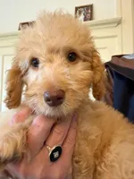 Remmy F1b, a male Goldendoodle for sale in Grand Rapids, MI – 4 of 8