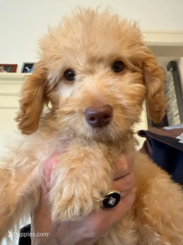 Remmy – Goldendoodle puppy for sale in Grand Rapids, MI