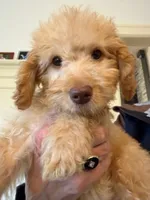 Remmy F1b, a male Goldendoodle for sale in Grand Rapids, MI – 1 of 8