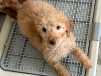 Remmy, a male Goldendoodle for sale in Grand Rapids, MI – Photo 1 of 9