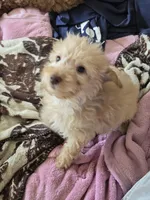 Remmy, a male Goldendoodle for sale in Grand Rapids, MI – Photo 2 of 8