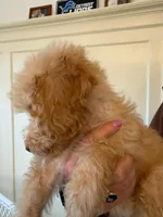 Remmy F1b, a male Goldendoodle for sale in Grand Rapids, MI – 3 of 8