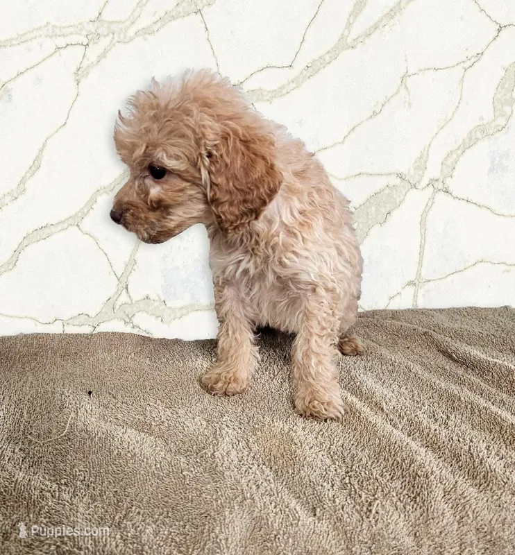 Rory – Miniature Goldendoodle puppy for sale in Grand Rapids, MI