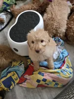 Remmy, a male Goldendoodle for sale in Grand Rapids, MI – Photo 8 of 8