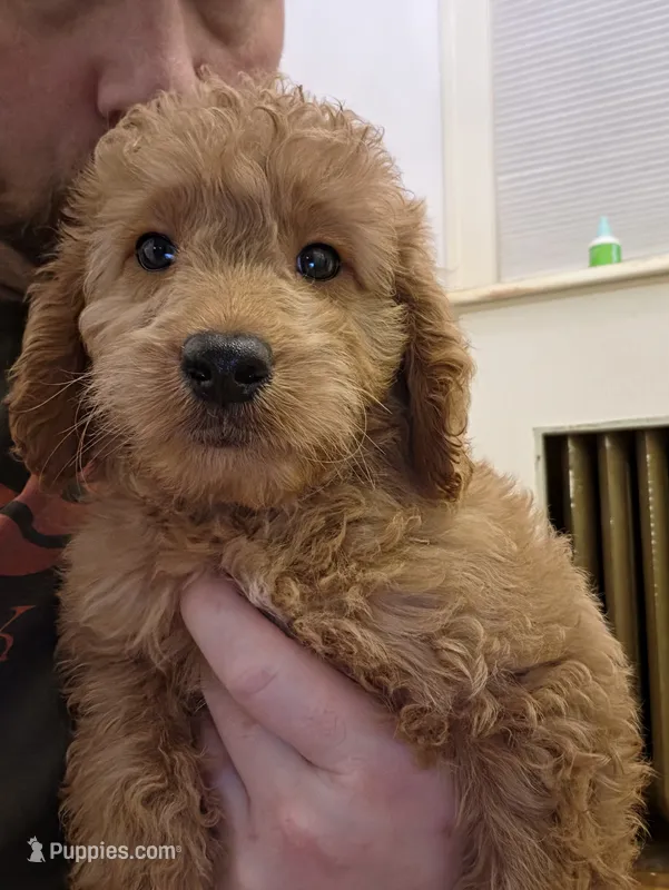 Austin F1b – Miniature Goldendoodle puppy for sale in Grand Rapids, MI