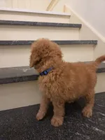 Theo, a male Miniature Goldendoodle for sale in Grand Rapids, MI – 4 of 9