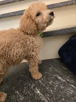 Paxton F1b, a male Miniature Goldendoodle for sale in Grand Rapids, MI – Photo 2 of 7