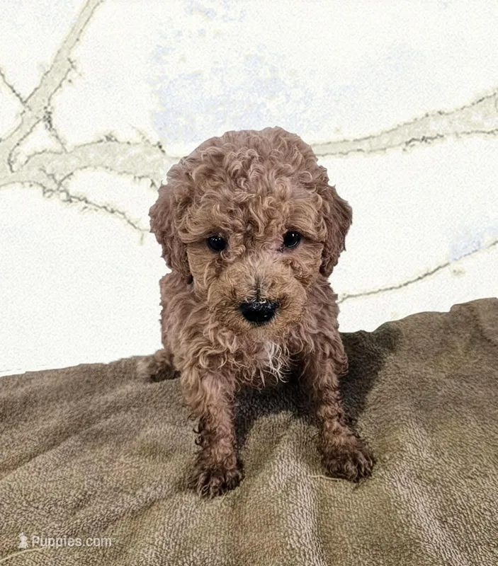 Paxton – Miniature Goldendoodle puppy for sale in Grand Rapids, MI