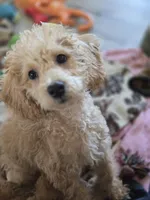 Paxton , a male Miniature Goldendoodle for sale in Grand Rapids, MI – Photo 7 of 10