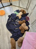 Paxton F1b, a male Miniature Goldendoodle for sale in Grand Rapids, MI – Photo 6 of 7