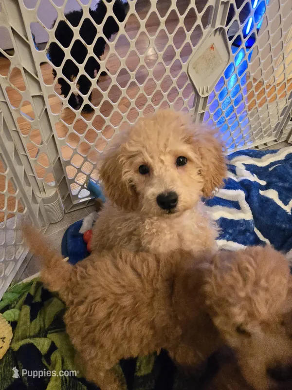 Paxton F1b – Miniature Goldendoodle puppy for sale in Grand Rapids, MI